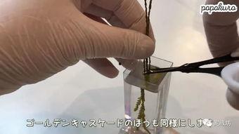 植物标本视频,探索自然之美与生命奥秘