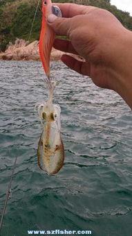 钓鱿鱼视频,跟随视频学钓鱿鱼